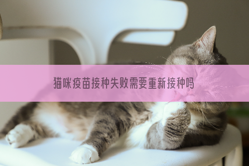 猫咪疫苗接种失败需要重新接种吗