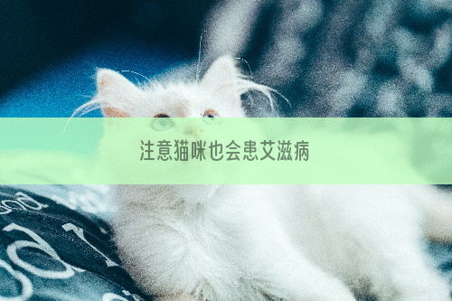 注意猫咪也会患艾滋病