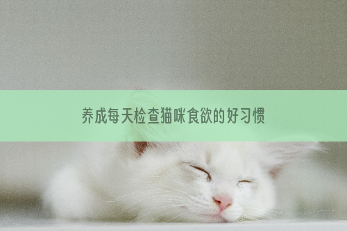 养成每天检查猫咪食欲的好习惯