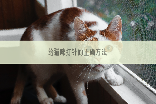 给猫咪打针的正确方法