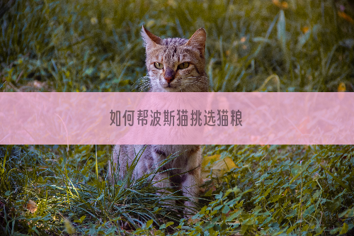 如何帮波斯猫挑选猫粮