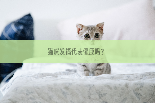 猫咪发福代表健康吗？