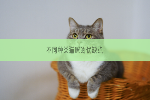 不同种类猫咪的优缺点