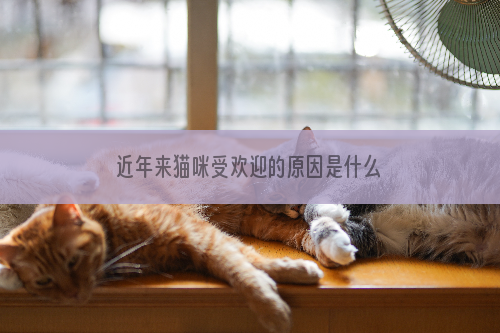 近年来猫咪受欢迎的原因是什么