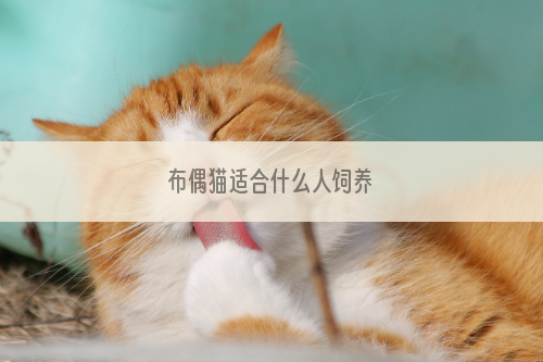 布偶猫适合什么人饲养