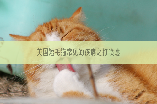 英国短毛猫常见的疾病之打喷嚏