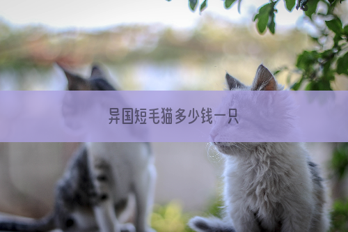 异国短毛猫多少钱一只