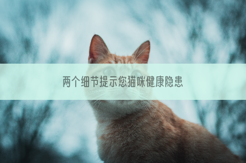 两个细节提示您猫咪健康隐患