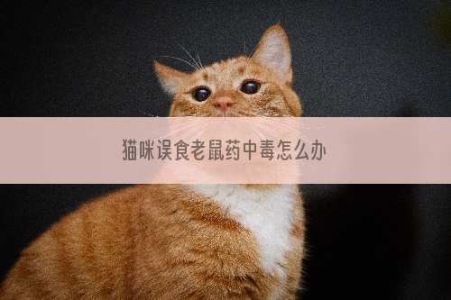 猫咪误食老鼠药中毒怎么办