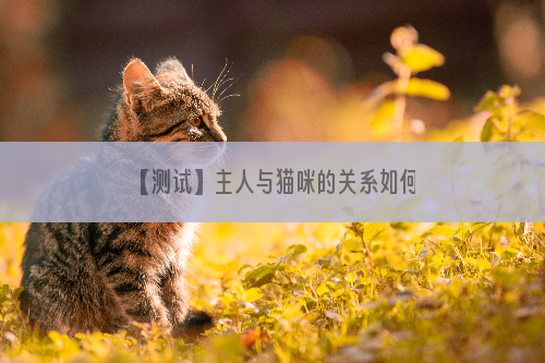 【测试】主人与猫咪的关系如何