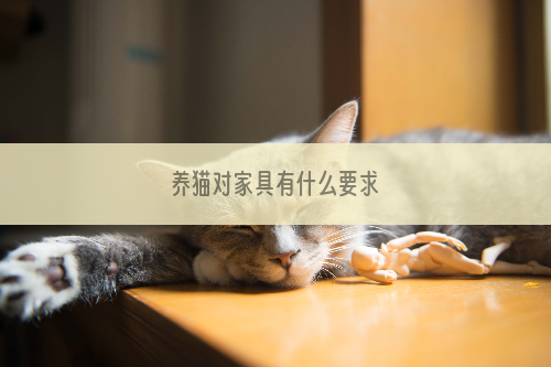 养猫对家具有什么要求
