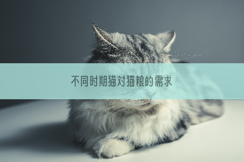 不同时期猫对猫粮的需求