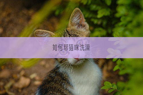 如何帮猫咪洗澡
