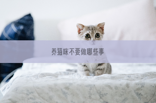 养猫咪不要做哪些事