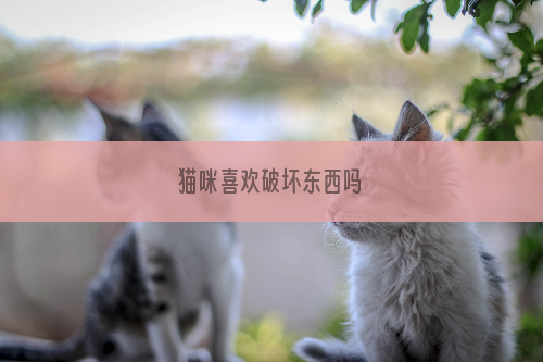 猫咪喜欢破坏东西吗