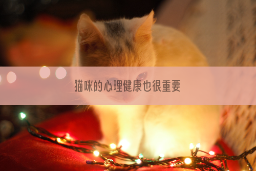 猫咪的心理健康也很重要