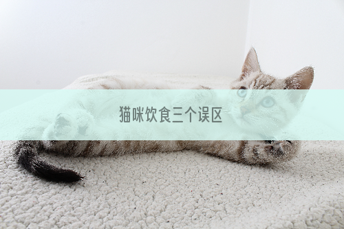 猫咪饮食三个误区
