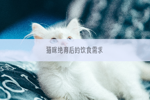 猫咪绝育后的饮食需求