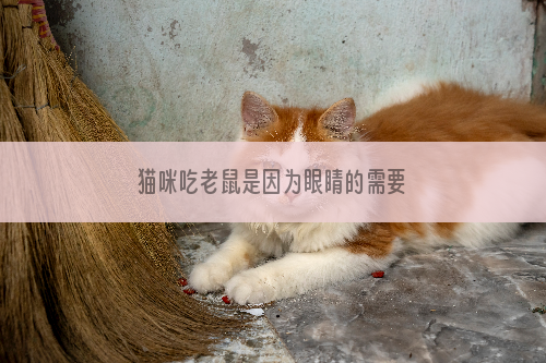 猫咪吃老鼠是因为眼睛的需要