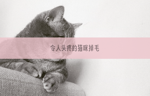 令人头疼的猫咪掉毛
