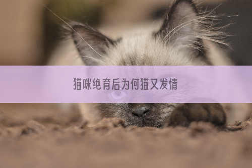 猫咪绝育后为何猫又发情