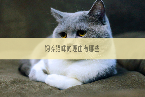 饲养猫咪的理由有哪些