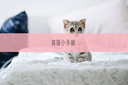 育猫小手册 