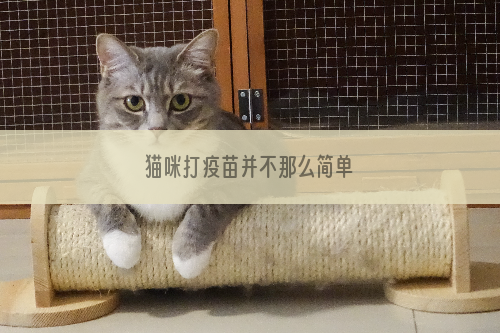 猫咪打疫苗并不那么简单