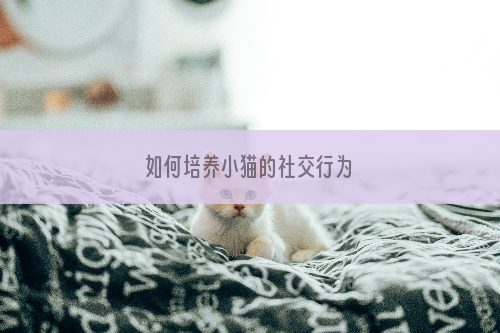 如何培养小猫的社交行为