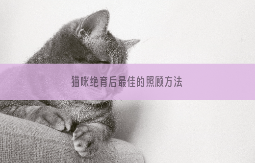 猫咪绝育后最佳的照顾方法