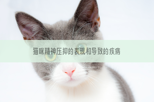 猫咪精神压抑的表现和导致的疾病