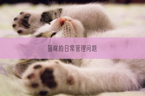 猫咪的日常管理问题