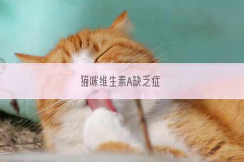 猫咪维生素A缺乏症 