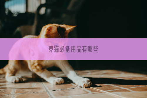 养猫必备用品有哪些