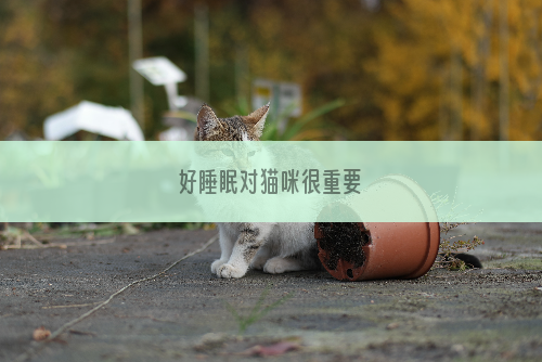 好睡眠对猫咪很重要