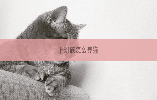上班族怎么养猫