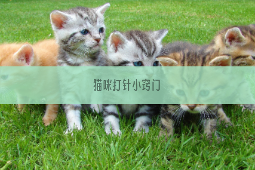 猫咪打针小窍门