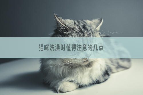 猫咪洗澡时值得注意的几点