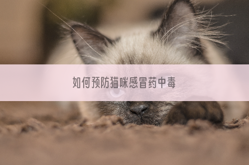 如何预防猫咪感冒药中毒