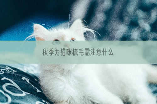 秋季为猫咪梳毛需注意什么