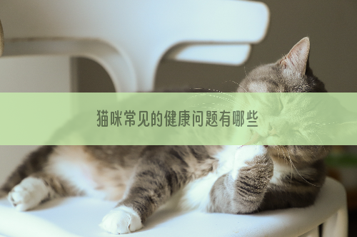 猫咪常见的健康问题有哪些