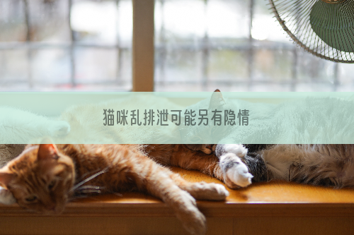 猫咪乱排泄可能另有隐情