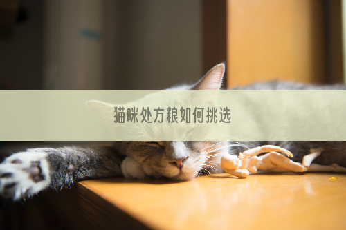 猫咪处方粮如何挑选