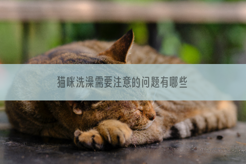 猫咪洗澡需要注意的问题有哪些