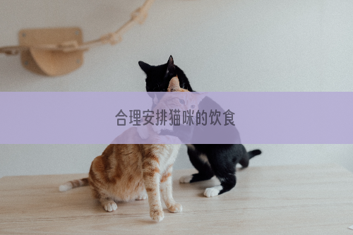 合理安排猫咪的饮食