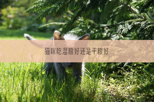 猫咪吃湿粮好还是干粮好