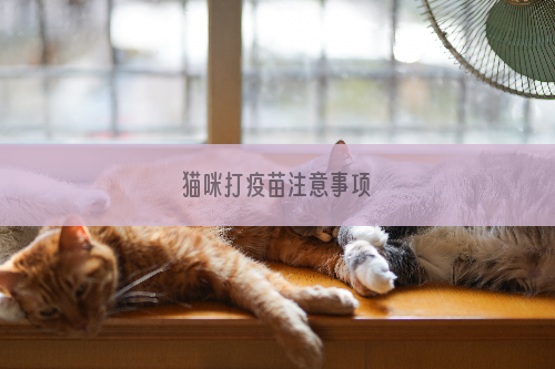 猫咪打疫苗注意事项