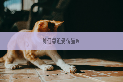 如何靠近受伤猫咪