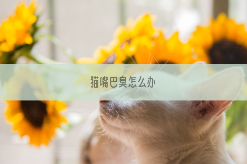 猫嘴巴臭怎么办