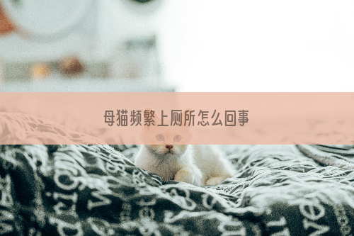 母猫频繁上厕所怎么回事